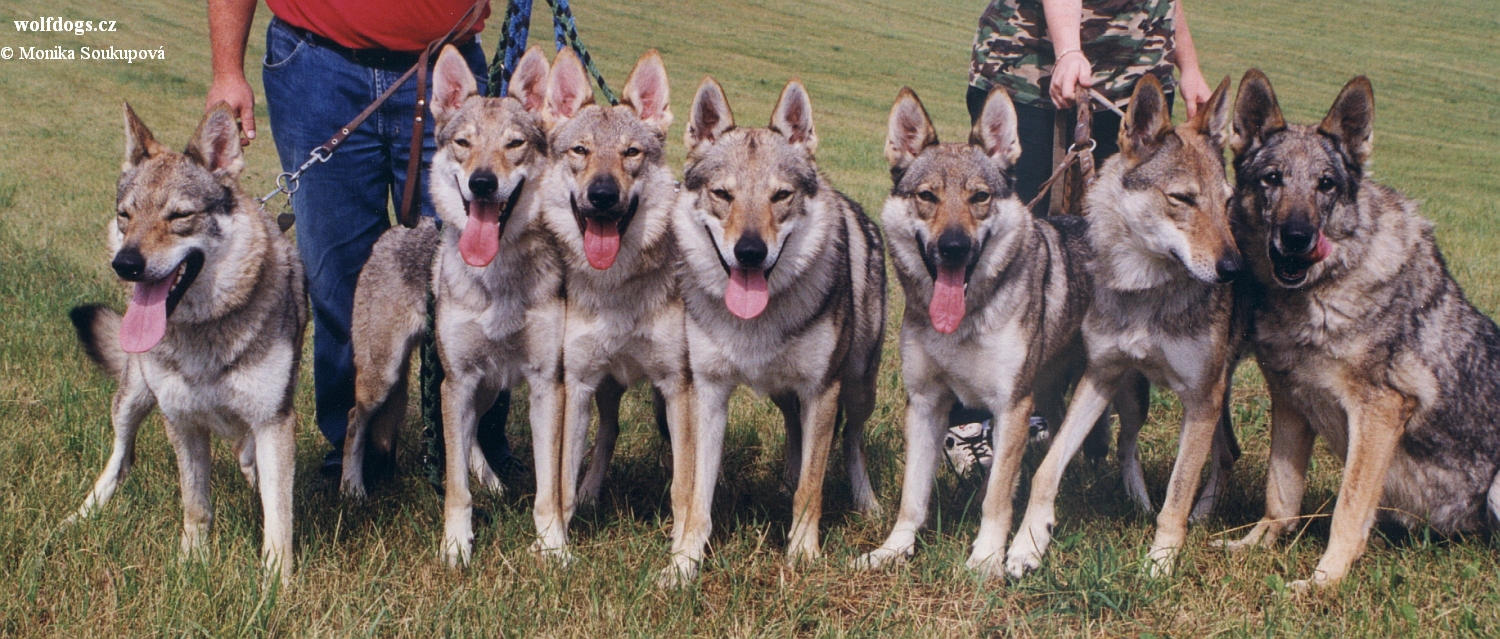 Fatima, Go-Go, Honey Wolf a Grey Wolf z Molu Es, Ajbix Mrazivé Ticho, Amálka od Buližníku a Asta z Tondova 1999