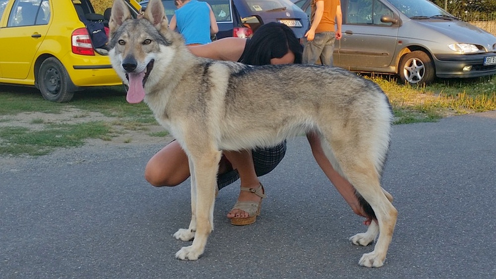 ...a Petra zase vystavuje :0) 8.8. Aglaya z Molu Es