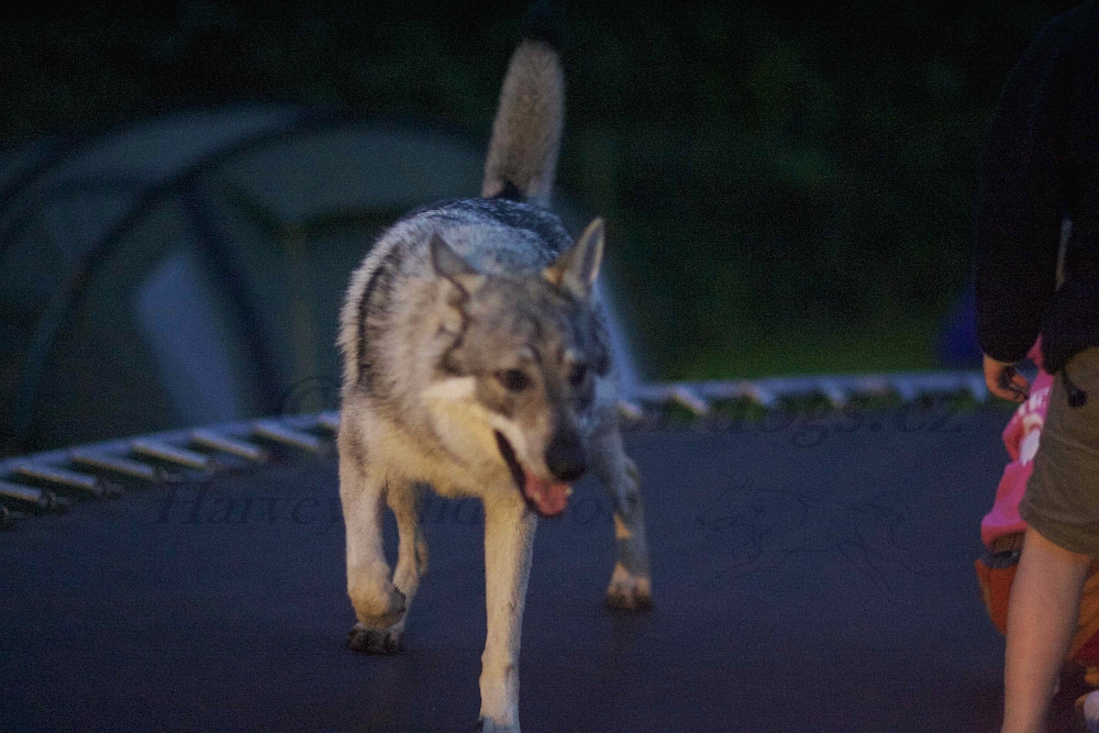 "a jsem tady":0) Apogee na trampolině