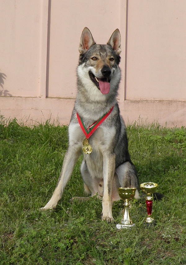 Airwolf z Molu Es - MVP Bělorusko 2013