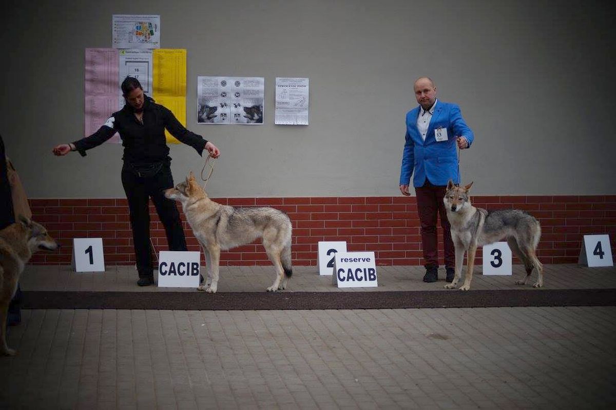 Beyzanur z Molu Es CACIB, BOB. vpravo Enigma ŠP res. CACIB