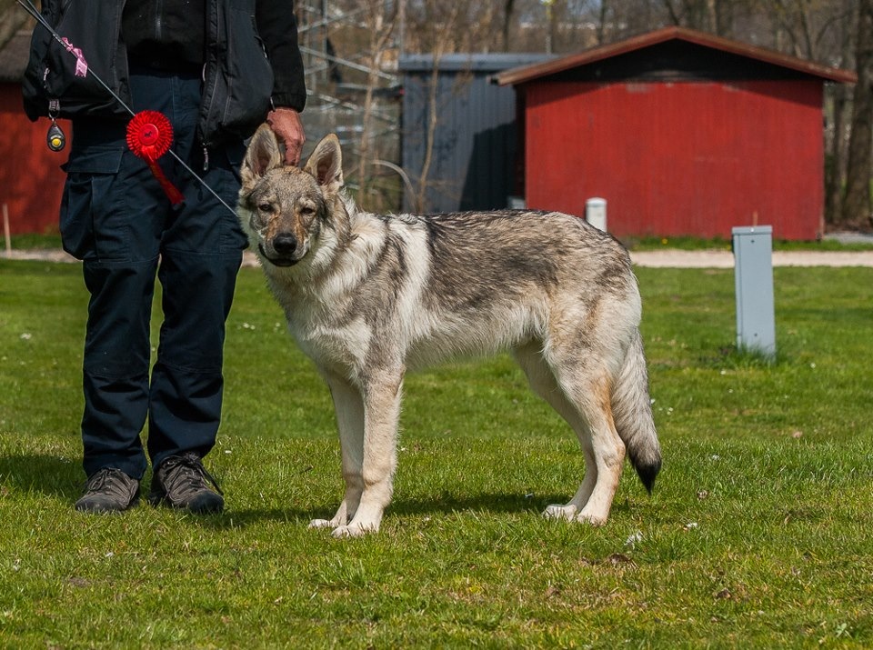 Be Fenrir z Molu Es - 6 měsíců - IDS Roskilde Dánsko