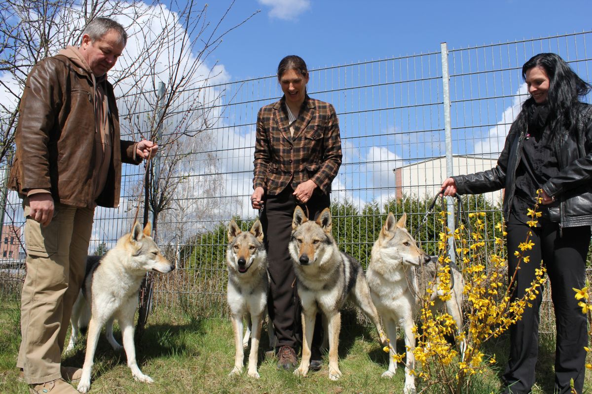 Chemnitz 2015 - Arka z Postupického podlesí, V1, CAC, CACIB, Atinka Sun z Molu Es - V1, CAC, res. CACIB, Budulínek - V1, CAC, CACIB, BOB, Beyzanur - V2, res. CAC