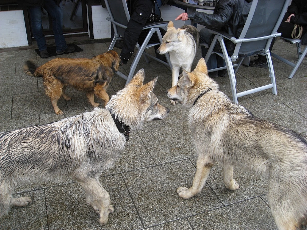 Be Fenrir, Barcley II a Beyzanur z Molu Es - setkání Kiel Německo