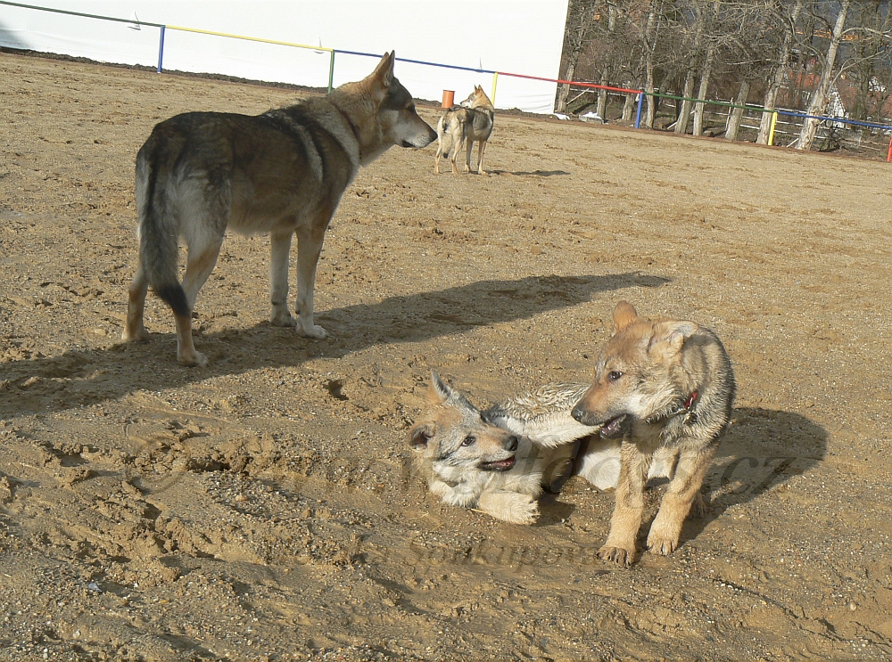 Suchdol 5.2.2013 - Brenna, Budulínek, Ohnivák a "Tinky" all z Molu Es