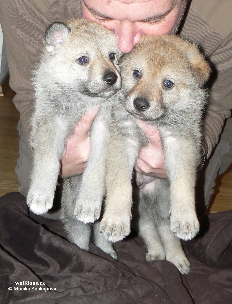 2 boys kennel z Postupického podlesí - 4 weeks