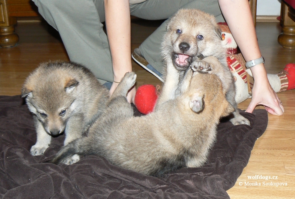 pups kennel z Postupického podlesí