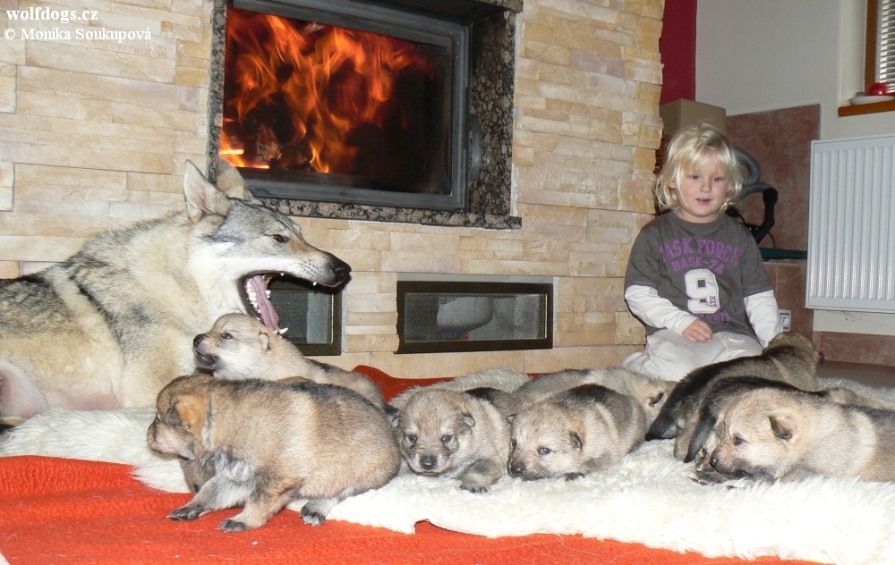 Yukon s Kubou a 16 dní starými štěňaty