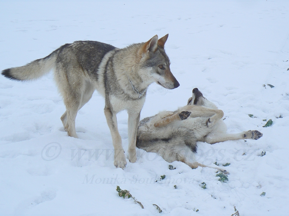 sestry "Tinky" a Aglaya z Molu Es - 26.1.2013