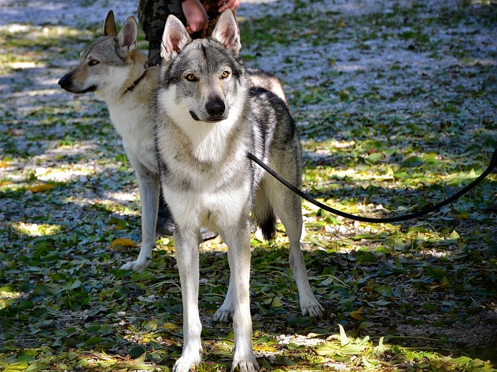 Amarok z Molu Es - setkání ČSV ve slovinských horách