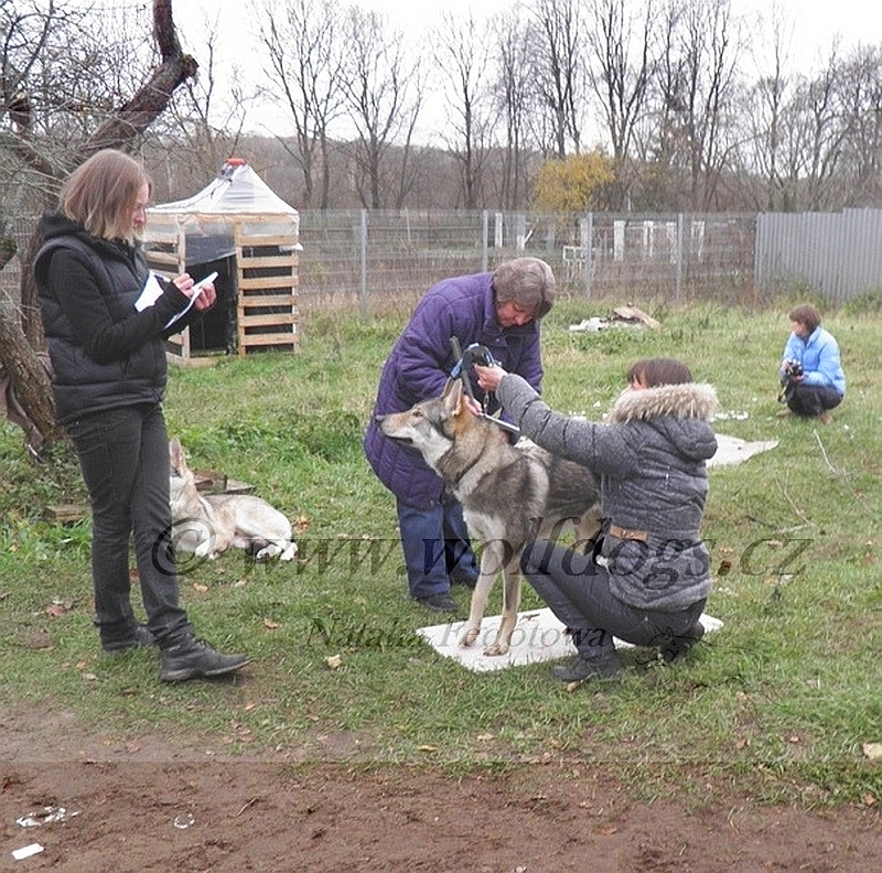 Airwolf se měří - svod Rusko 27.10.2012