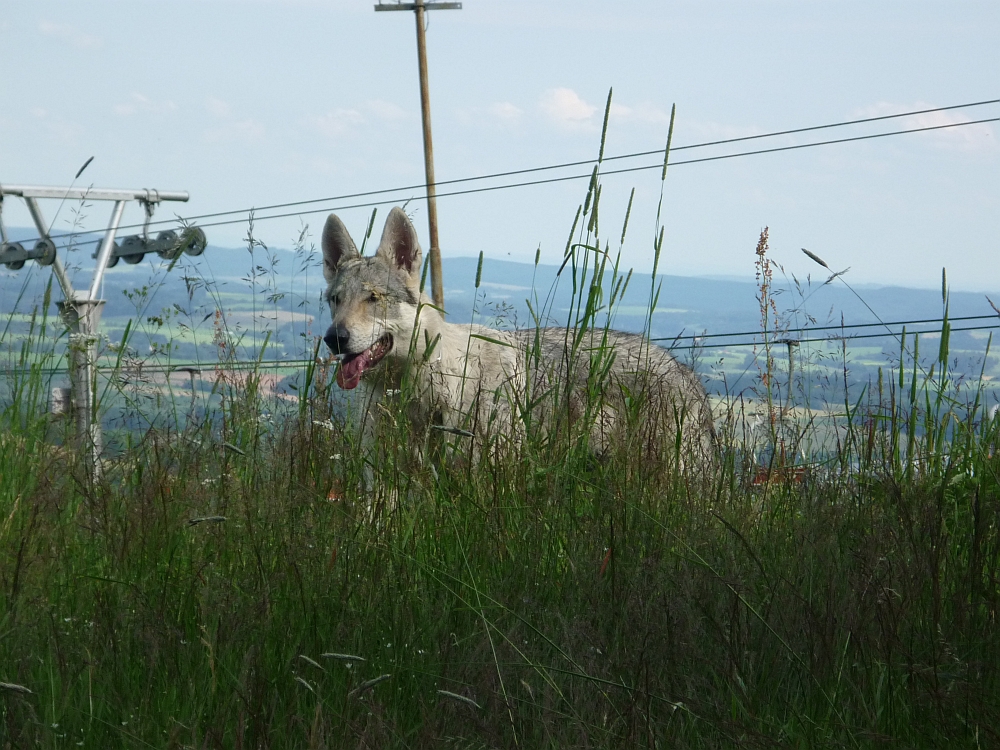 Brittany na horách