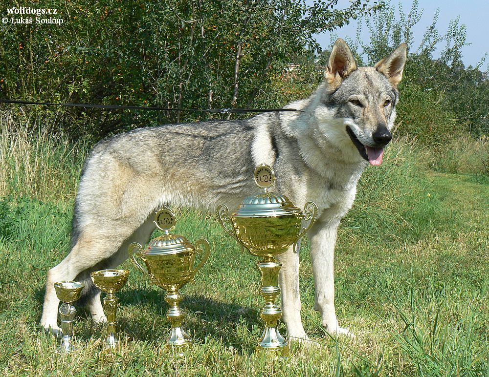 Yukon z Molu Es s trofejemi z M.B. 27.8. 2011
