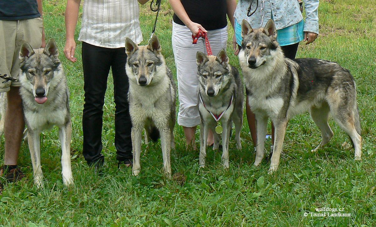 Ch.skupina z Molu Es ve složení: Yahoo, Yukon, Zephiré, Ziggy Lee. Xitta a Yunior chyběli