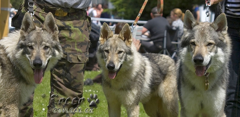 Yunior, Yukon a Veron z Molu Es - Litoměřice 2010