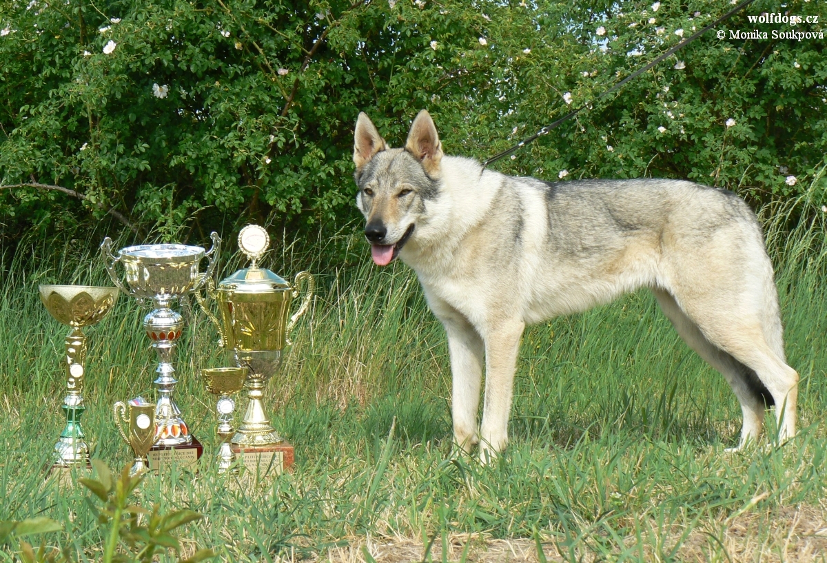 trofeje MVP Litoměřice 2012 a Yukon z Molu Es