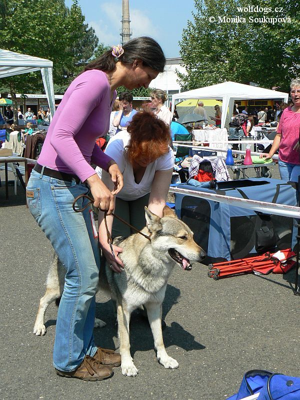 Ohnivák z Molu Es 8, 5 roku, kontrolován polskou rozhodčí p. Redlickou - 21.5. 2011 Litoměřice