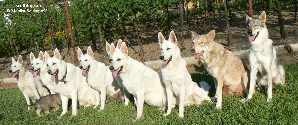 skupina ŠBO, SAV Blue Eyes Princess z Molu Es a ČSV Yukon z Molu Es - Drnholec 23.6.