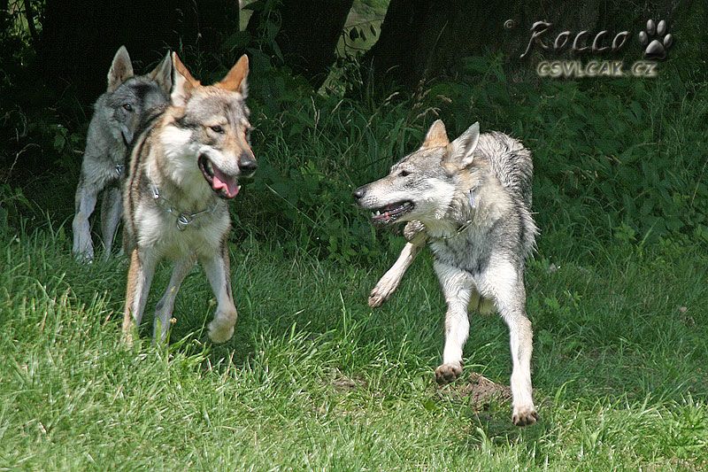 Yukon (vzadu) Ziggy a Zephiré - hra NVP MB