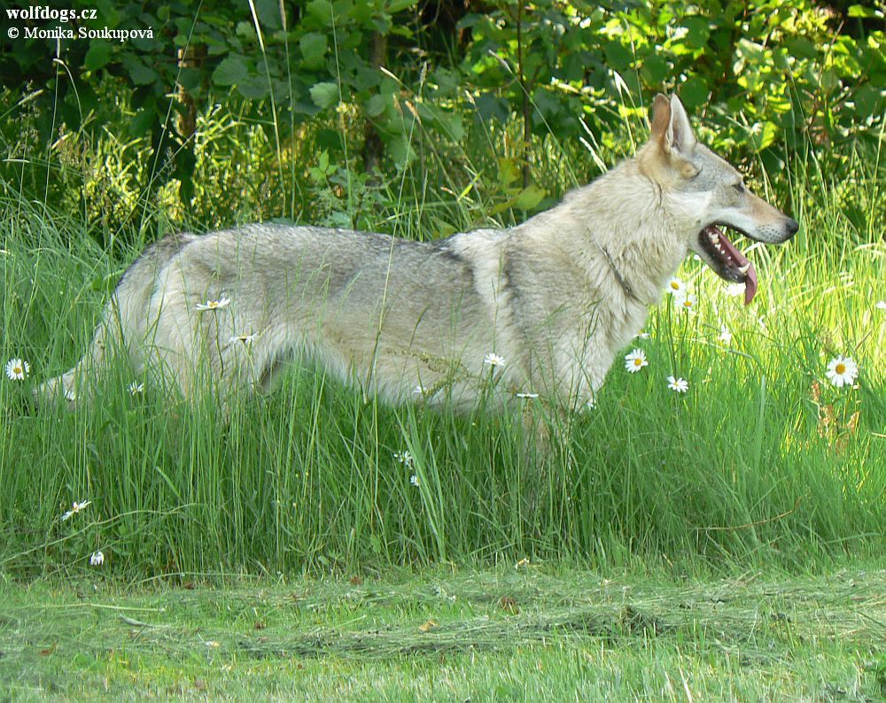 Hennesie Kanýčo - Nadějkov 5.6. 2011