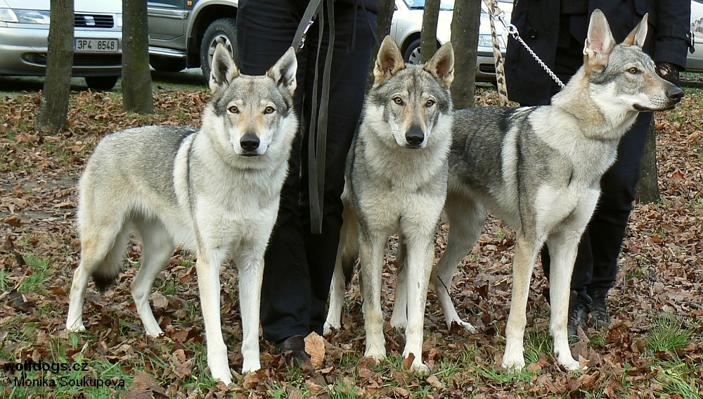 Xitta, Yukon a Ysanne z Molu Es - DuoCACIB - Nitra