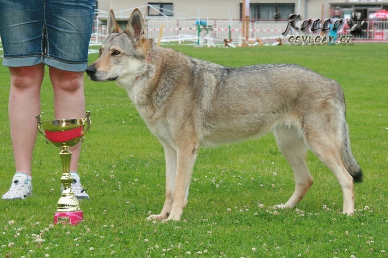 Orka z Molu Es letos oslaví 12 let - Nejkrásnější veterán Klatovy