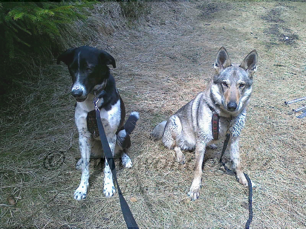 Orka z Molu Es s kamarádem- dogtrekk 20.4.2013 