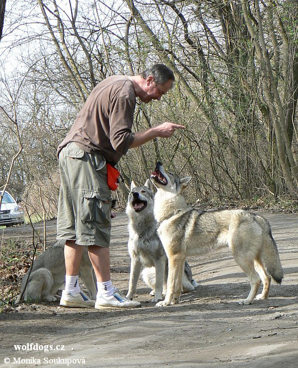 Miloš jako výcvikář Yukon, Zara a Xitty - Roudnice nad Labem 3.4. 2011