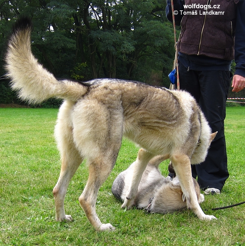 Yukon a Zar, který si neustále chodil a rád pro výchovné lekce :0) - Roudnice říjen 2010