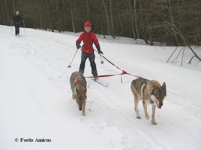 Mc Moriss z Molu Es a Elli Srdcerváč (vlevo) - skijoring předjaří 2012