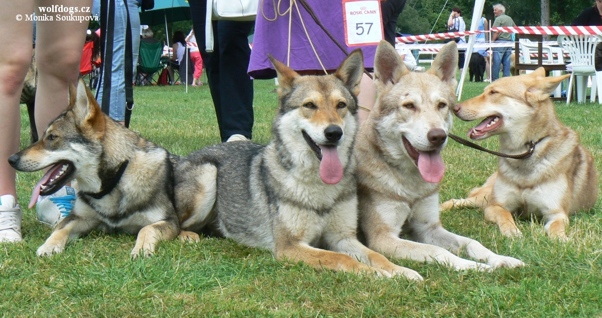 SAV na speciálce: Cookie Honey Miraja, Baby Speedy Miraja, Be Happy Wolf z Molu Es, Breny Šedá eminence