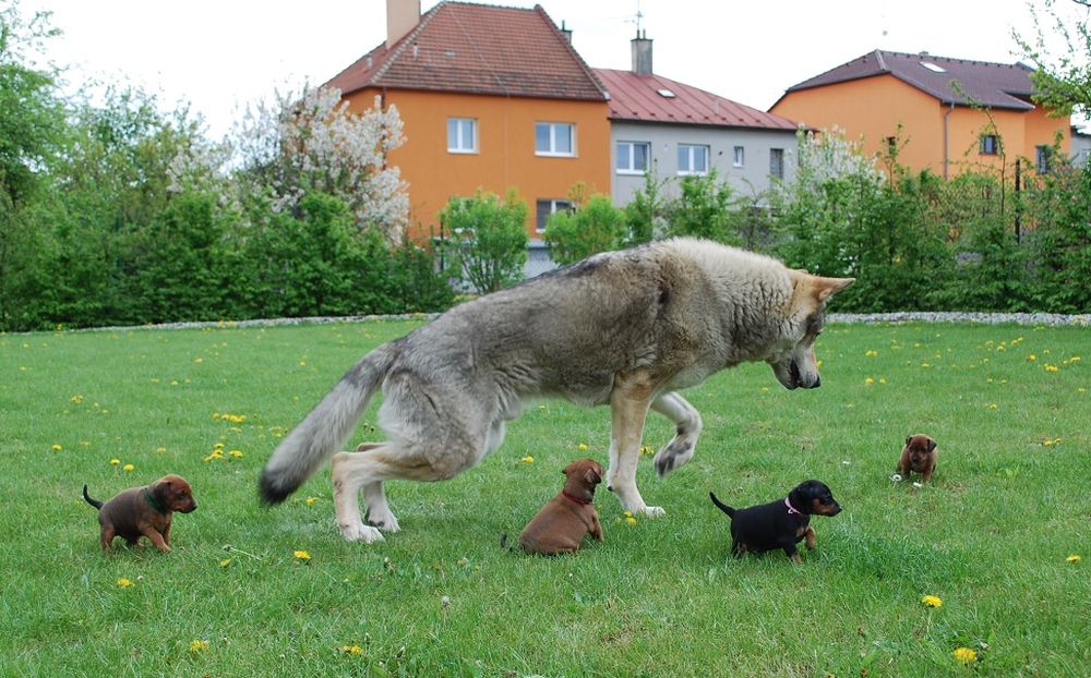 Tristan z Molu Es a štěňátka pinčů. Kam jdou??