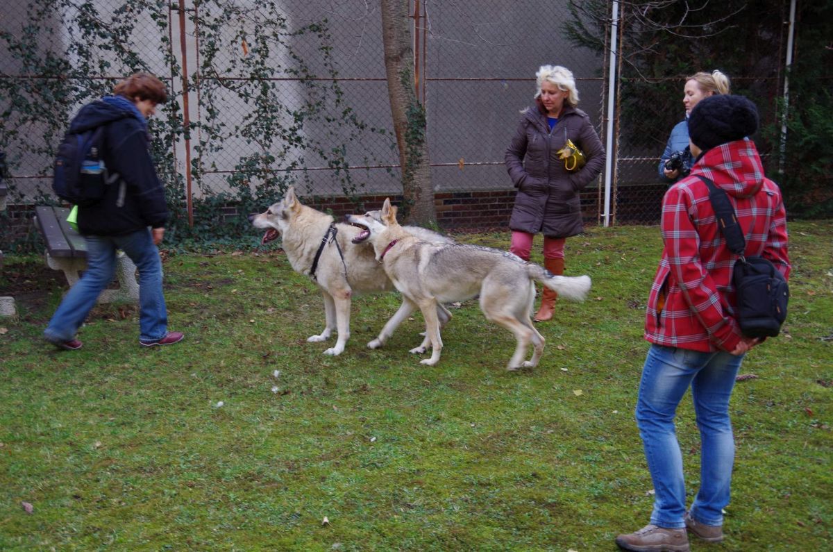 Utik a Carie prosinec 2015 