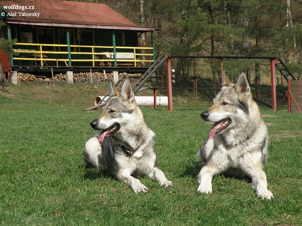 Antara Ytax (dcera Kelta z Molu Es X Angeliny z Katusického dvora) a Veron z Molu Es - Česká Kamenice 3.4. 2011