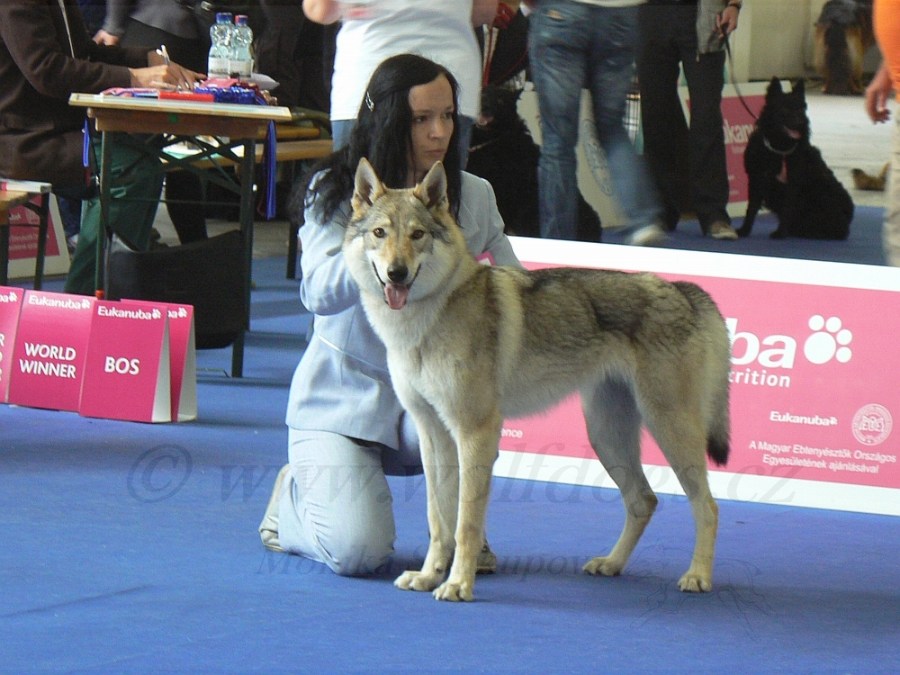 Aglaya z Molu Es CAC, CACIB, World Winner, BOB - WDS 2013