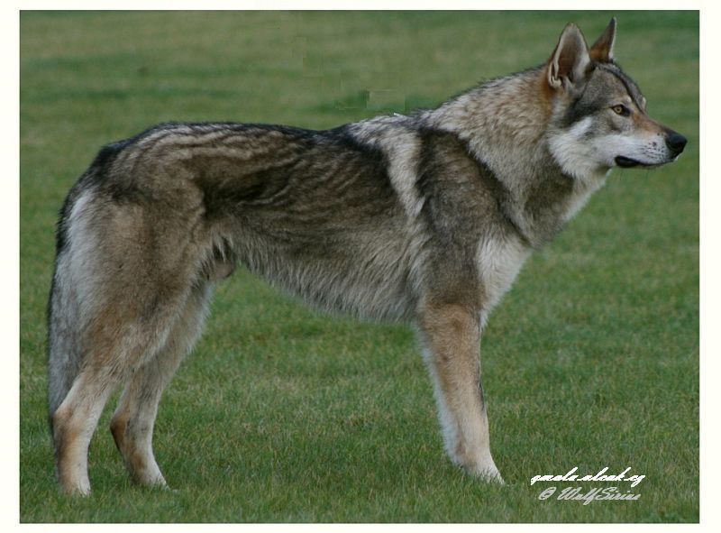 Wolfsirius z Molu Es - Finský šampion