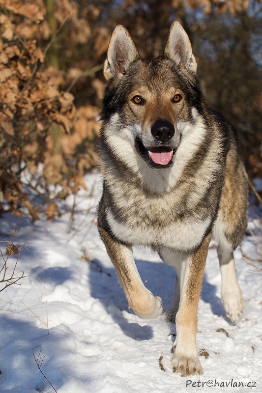 White Snow King z Molu Es "Timur"