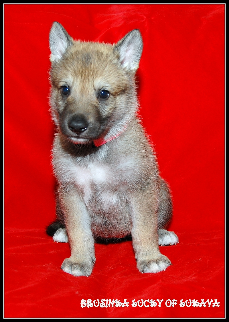 BRUSINKA Lucky of Lukava 4 weeks - for sale