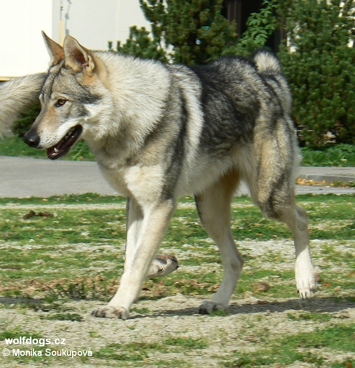 Yukon z Molu Es - CAJC, Nejlepší mladý, České Budějovice říjen 2010