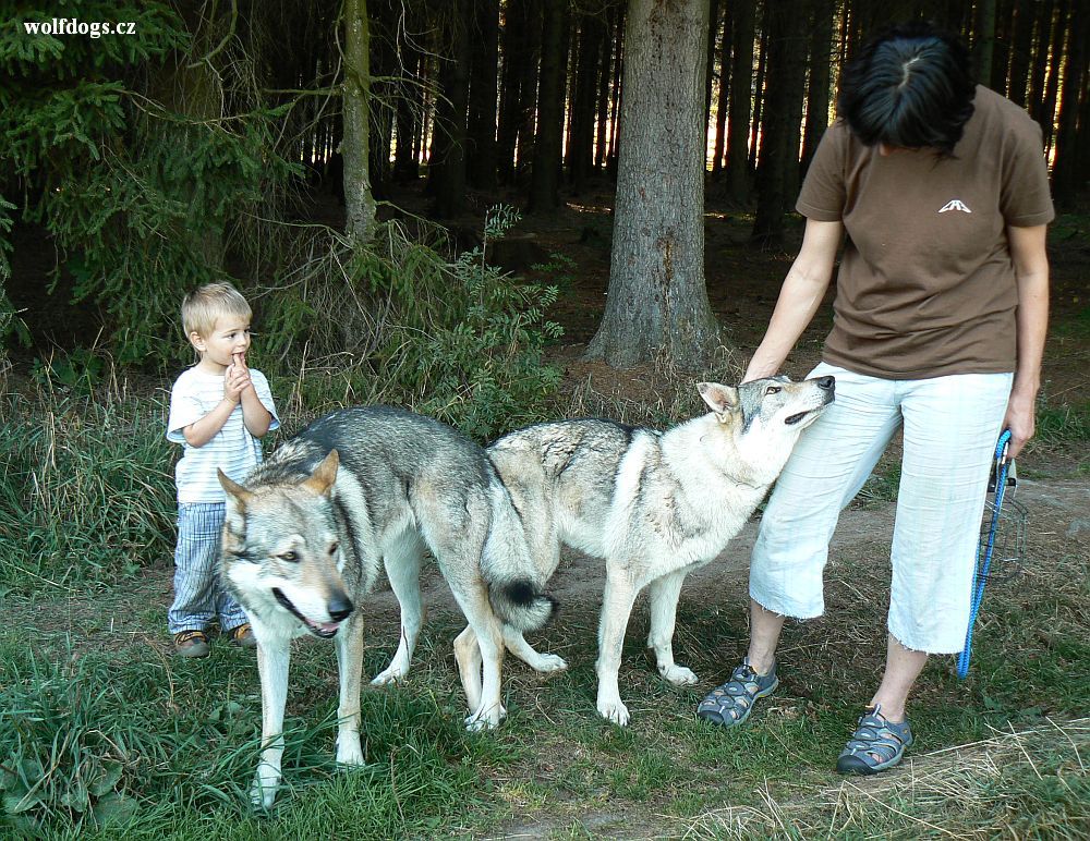 "co to ti pejskové dělají?" Erik a Yukon krytí 2.10. 2011