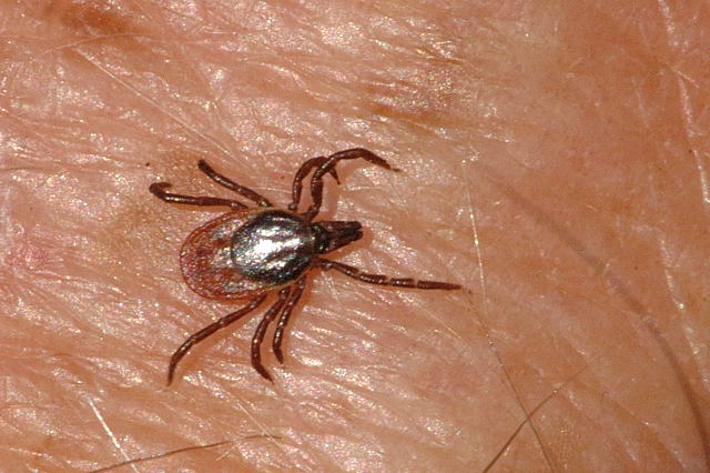 Ixodes ricinus - Klíště obecné