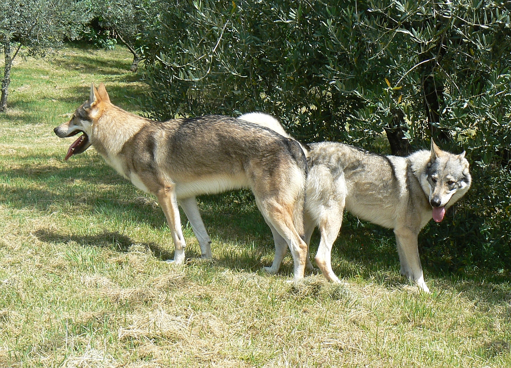 Q - Aku a Yukon z Molu Es - 24.8.2014