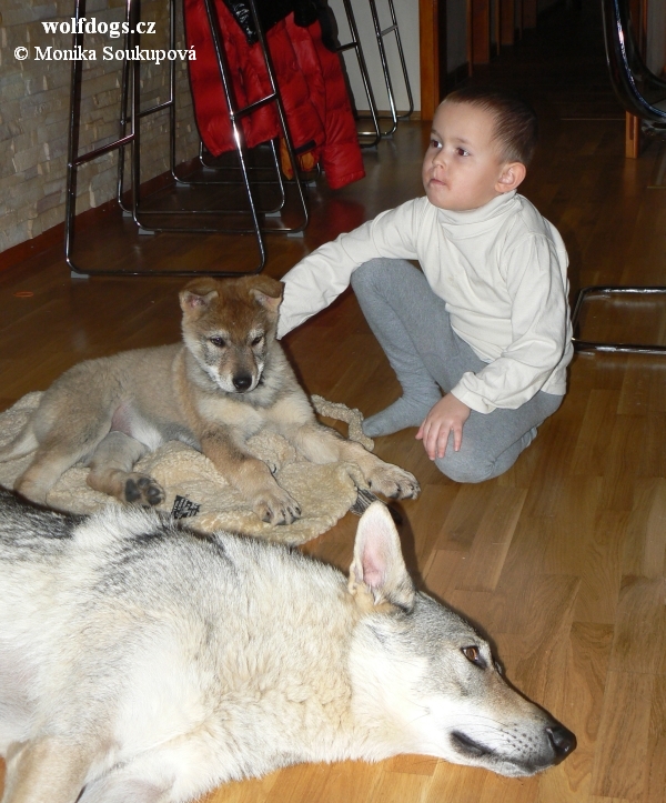 malý Víťa s "Tinky" a odpočívající Yukon - únor 2012