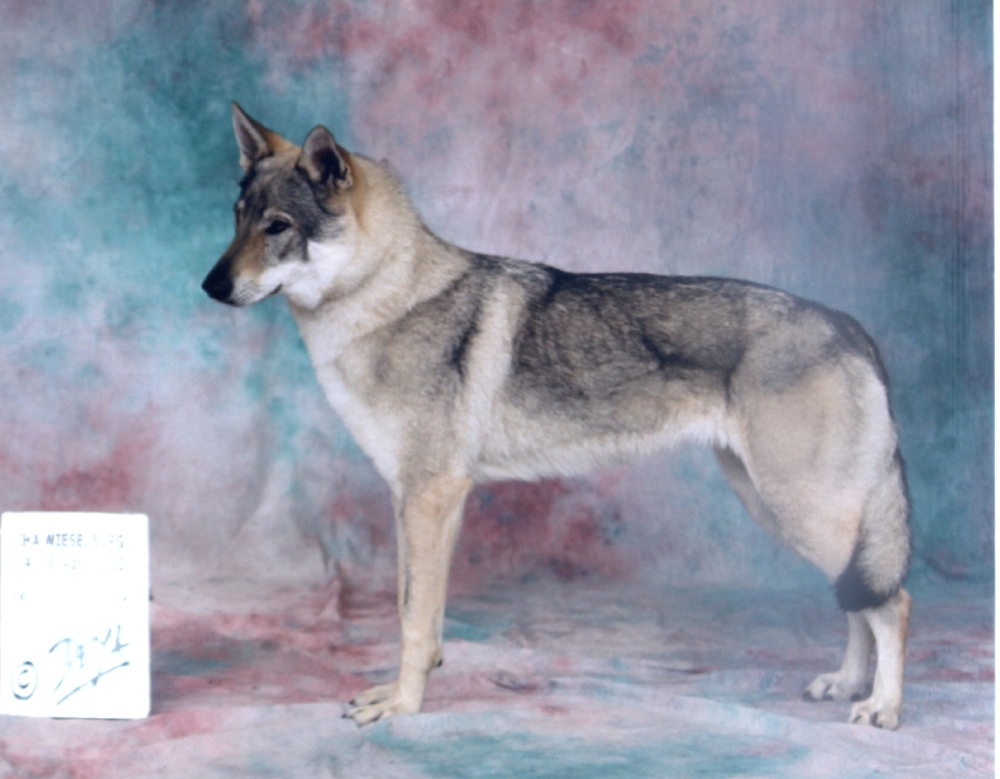 Yukon z Molu Es - CAC, CACIB, BOB, BIG III. - Wieselburg 2012