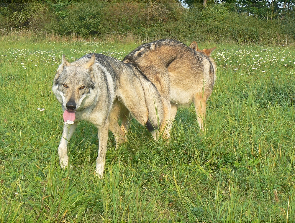 Yukon a Car - krytí 5.9. 2012