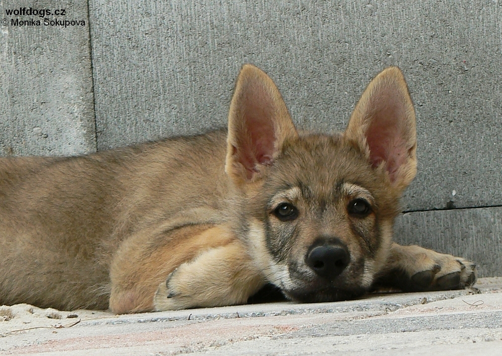 Ziggy Lee z Molu Es 8 týdnů