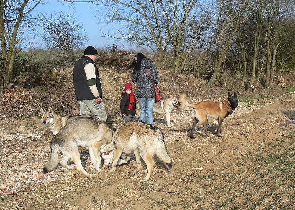 Černý Vůl 1.3.2014 - Ohnivák, Budulínek, Atinka Sun, Aglaya a Brestík