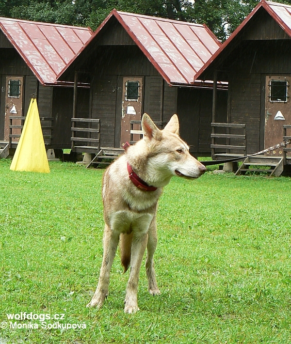 SAV Be Happy Wolf z Molu Es - LVT Bělčice