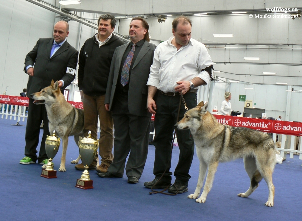 vítězové - potomci Grey Wolf a Will PDL z Molu Es - Big Wakan Arimminum a Giuditta PDL