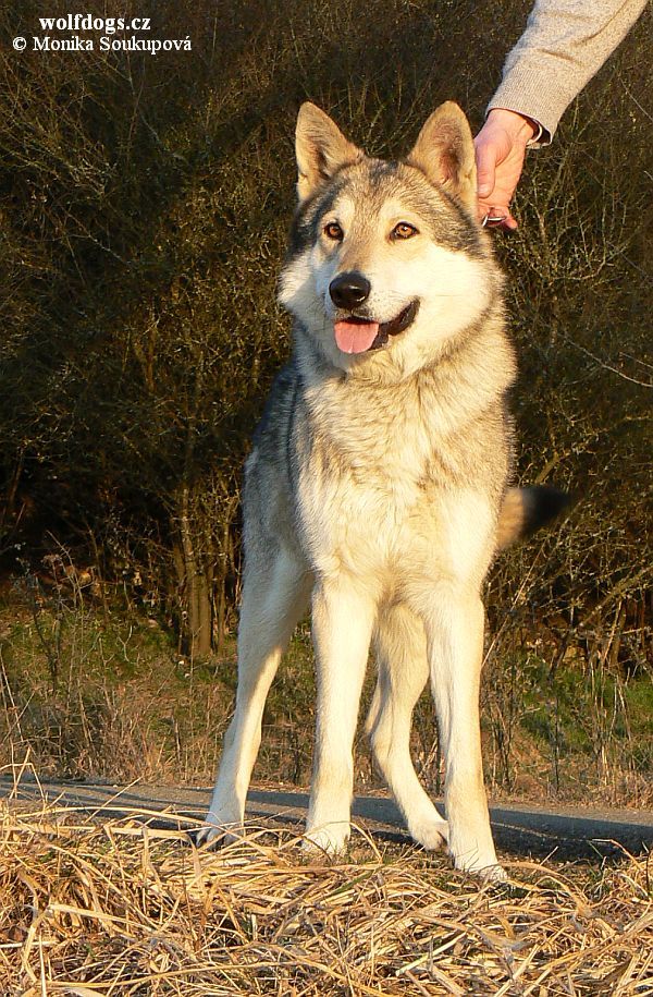 Hunter Wakanada Tachunga - 15.3. Německo